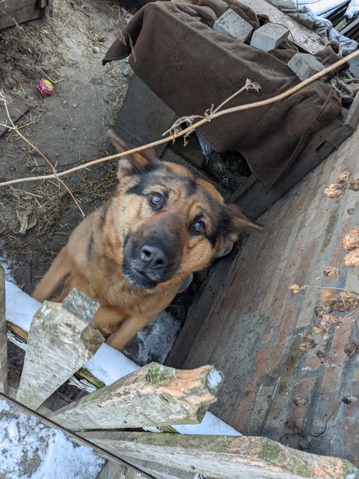 Вівчарка в гарні руки