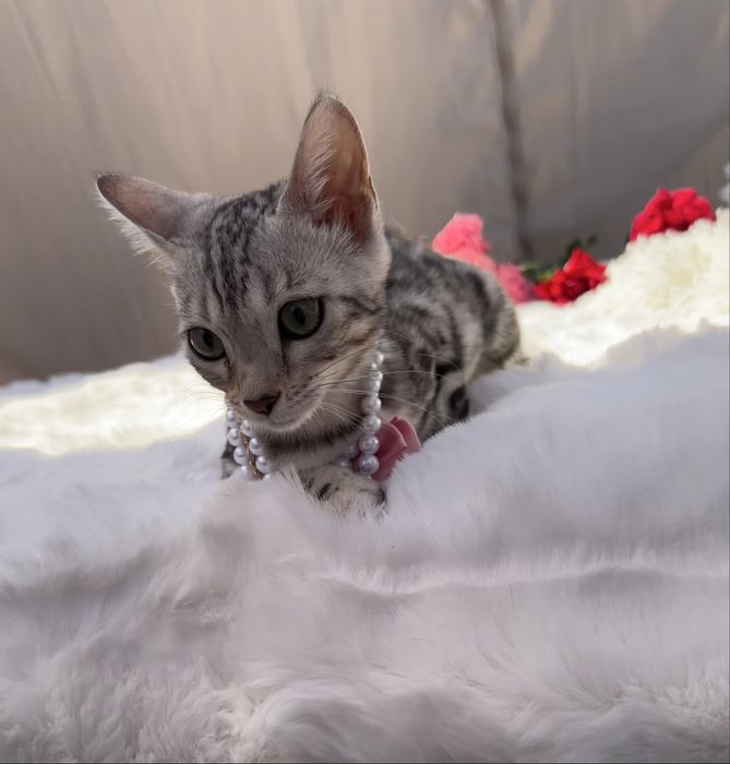 Przytulas kotka Silver Bengal
