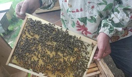 Бджолосім"ї  та  пакети.