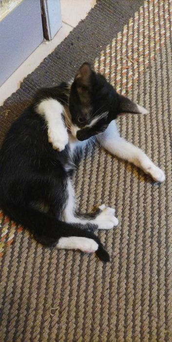 Gato bebé para adoção consciente