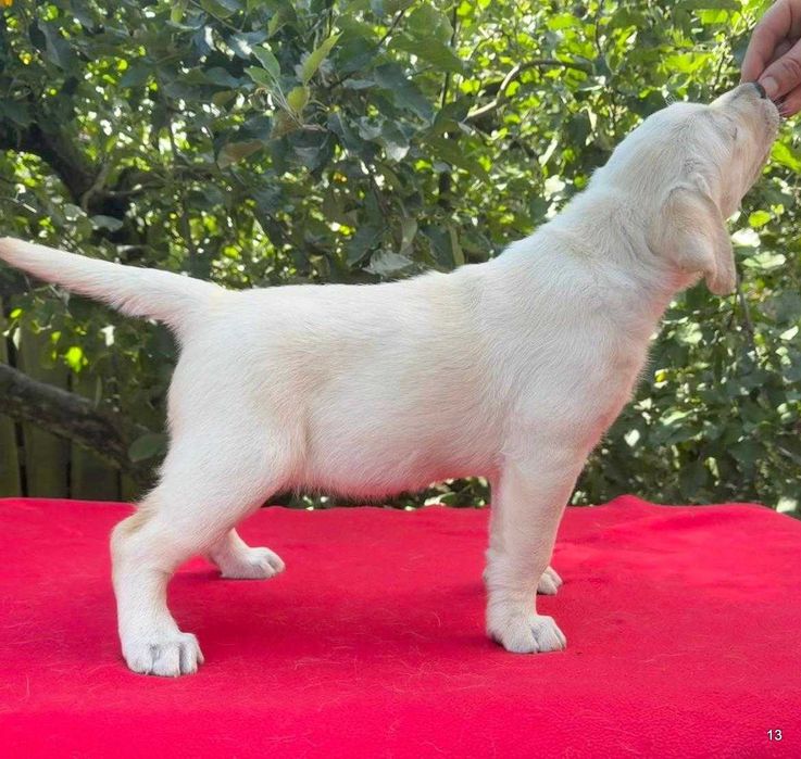 szczeniaki Labrador Retriever rodowód ZKwP/FCI