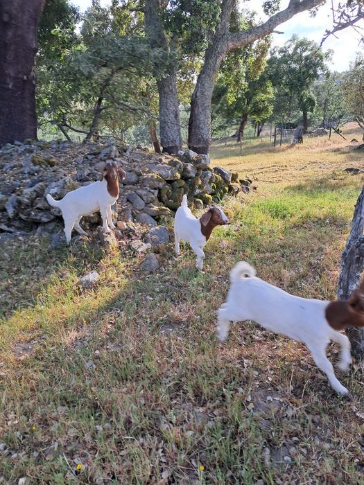 Machos boer puros