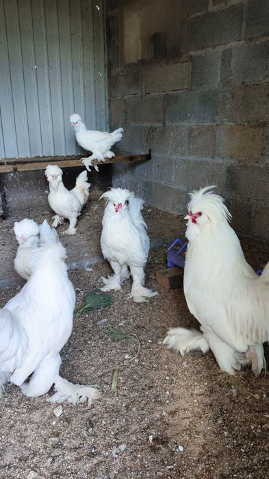 Ovos paduana camurça, Appenzeller, Pequim e Sultanas, sebright dourada