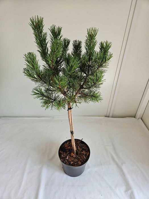 Kosodrzewina Winter Gold 100cm – ozdobna sosna szczepiona na pniu