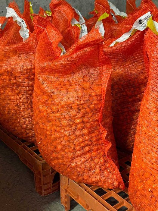 Насіння цибулі, сіянка, тикнка, сажанка, Голандська цибуля