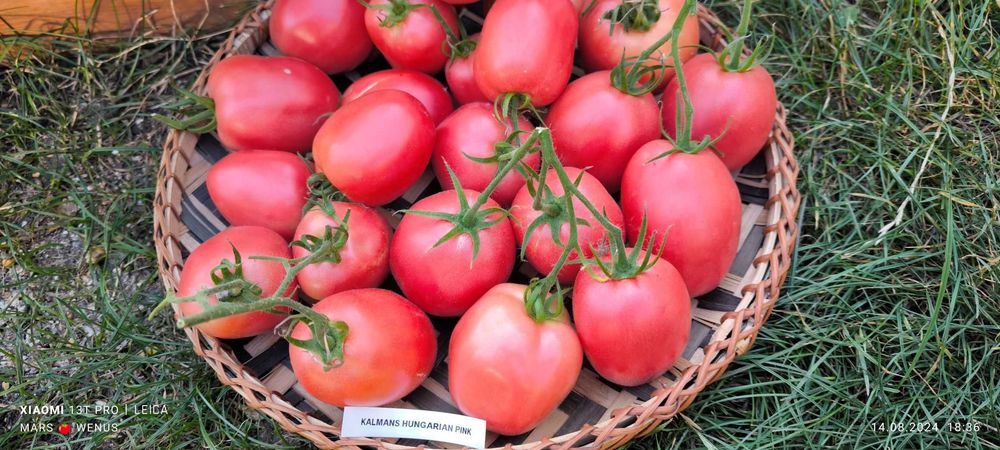 Pomidor Kalman’s Hungarian Pink