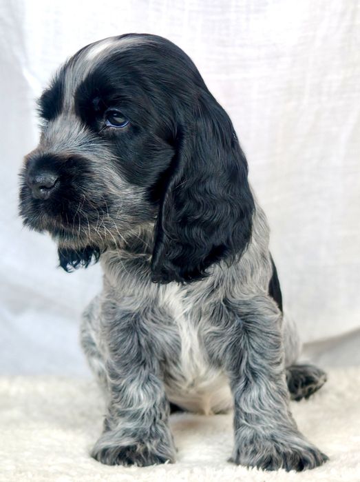 Cocker spaniel angielski Samiec blue roan