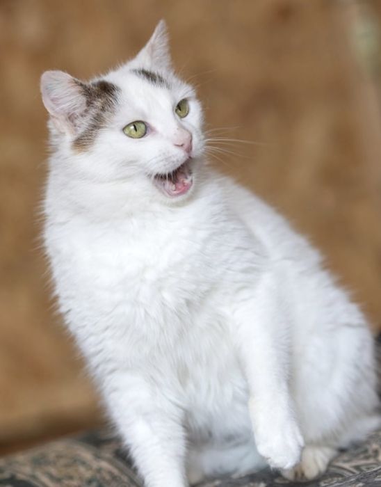 Кошечка, очень ручная, Манка, 1 годик