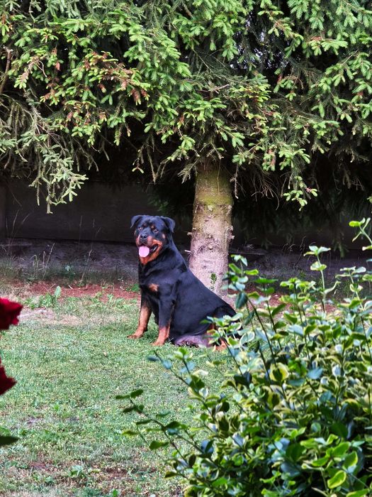 Rottweiler z Rodowodem kolejne z miotu