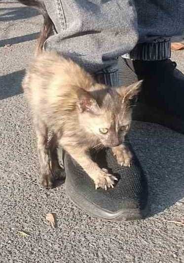 Отдам даром в хорошие руки