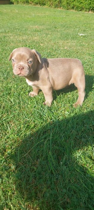Buldog Francuski Isabella