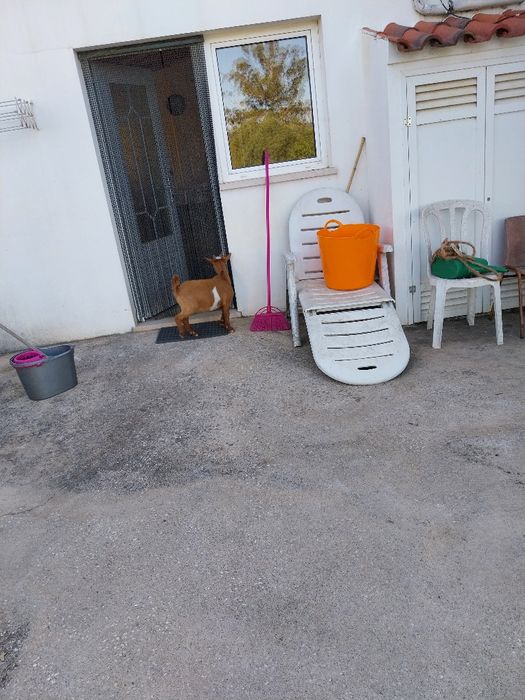 Cabrito anão com 4 meses