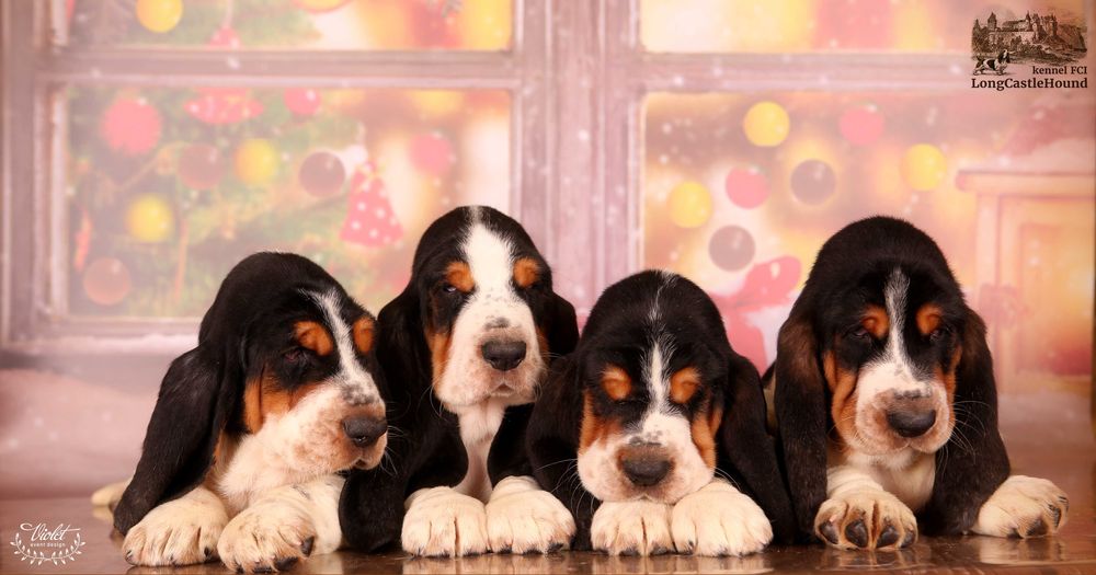 Бассет Хаунд Щенки. Более 30 лет жизни с этой замечательной породой.