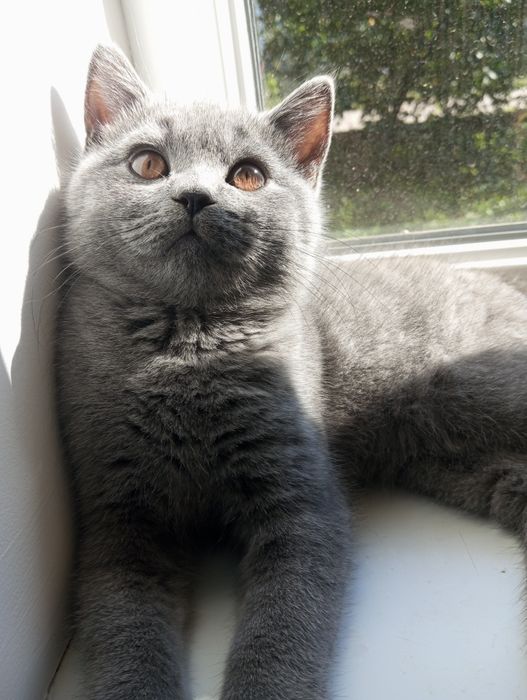 Шотландський прямовухий хлопчик