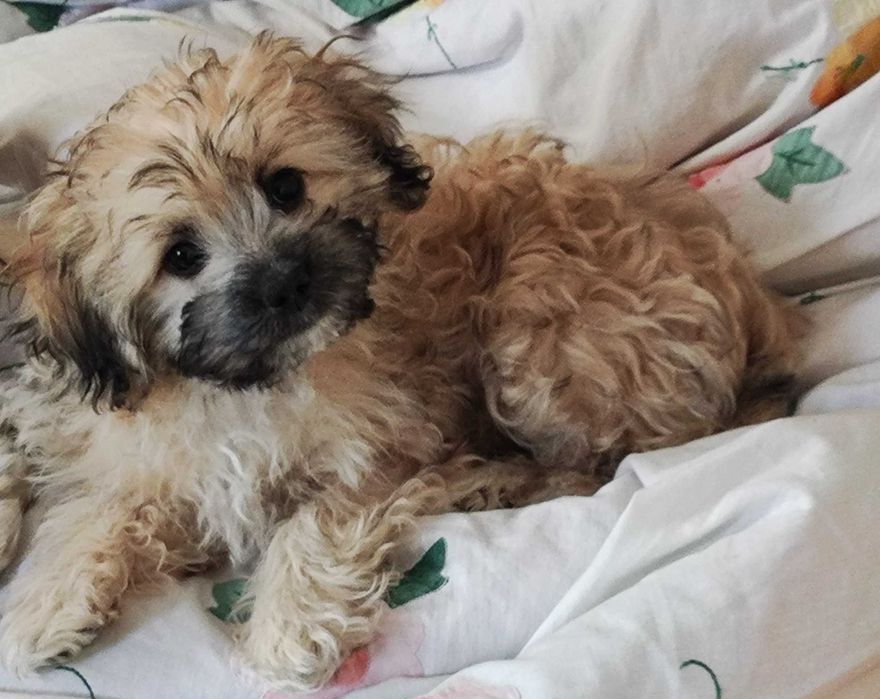 Цуценя маленької породи (метис мальтійської болонки) дівчинка