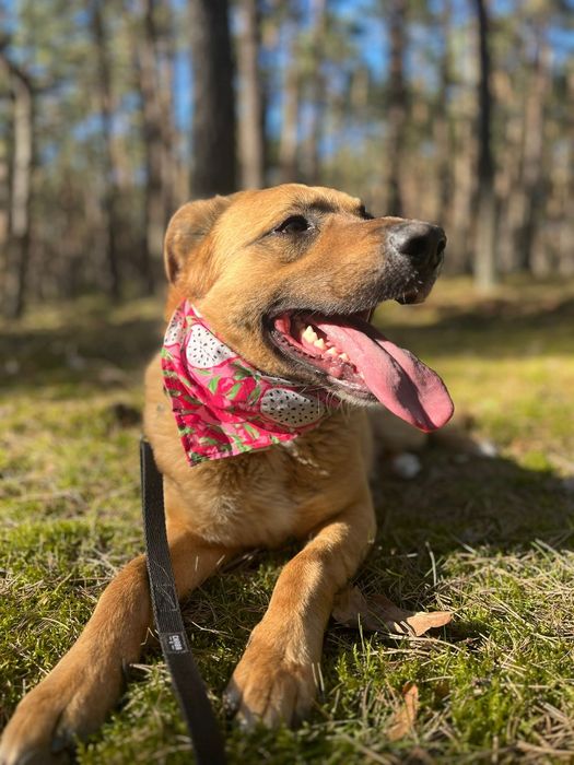 Guliwer w typie labradora do adopcji