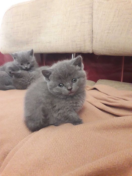 Британські кошенята