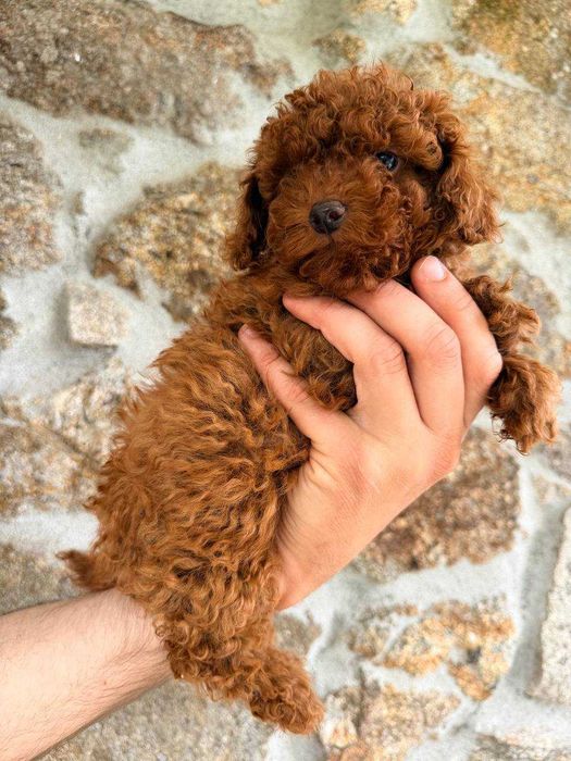 (!) Caniche Toy Mini Menina Disponível