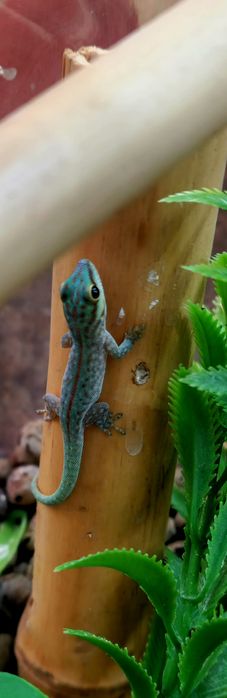 Jaszczurka,Gekon dzienny nsex