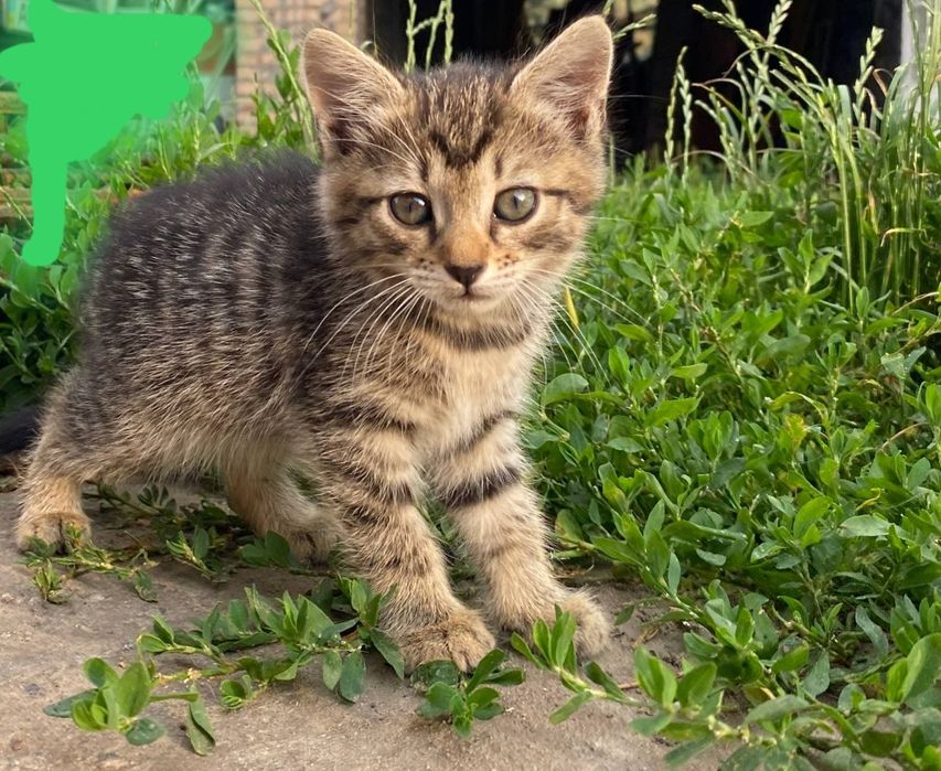 Віддам  кошенят в люблячу сім'ю