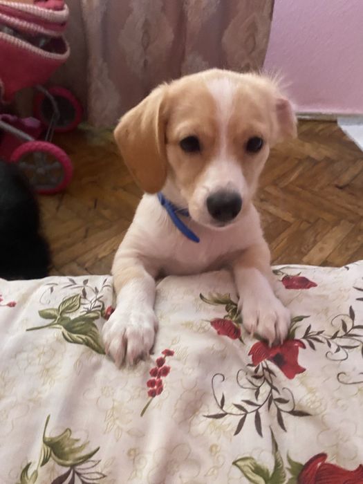 віддам собачку в добрі руки