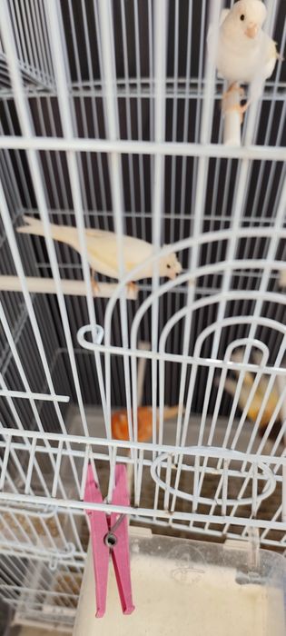 Canários, arlequim e espanhol