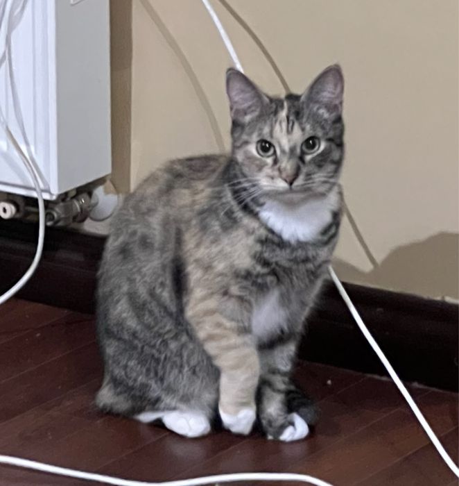 Kociaki szukają domków