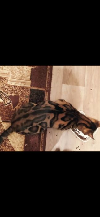 Бенгальская малышка