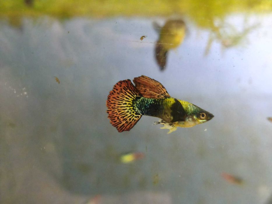 Guppy mosaico juvenis