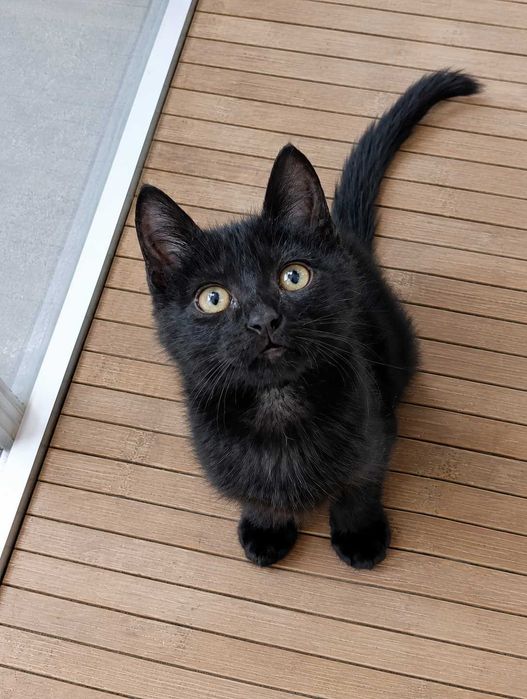 MACHO | Gatinho disponível para Adoção Responsável