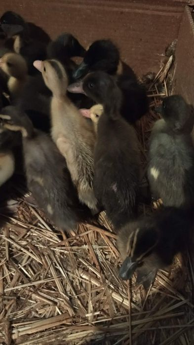 Sprzedam kaczki  Biegusy