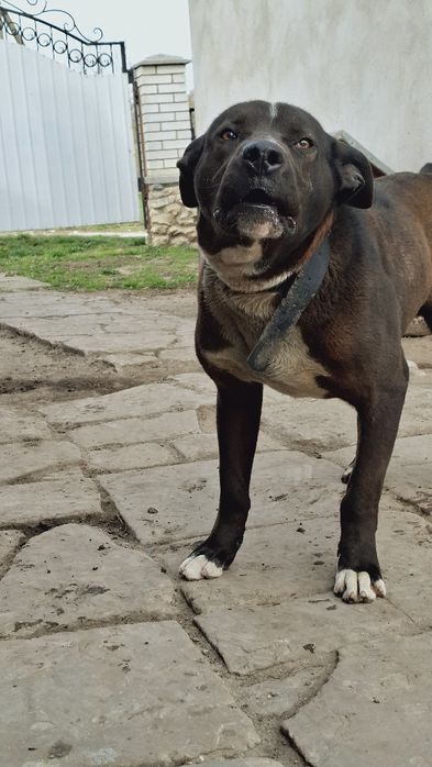 Собака безкоштовно