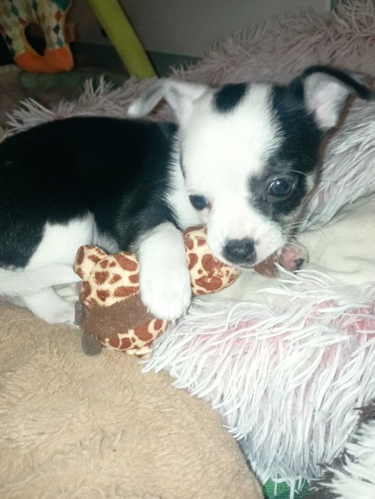 Suczka Chihuahua krótkowłosa