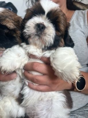 SHIH-TZU Pieski z Rodowodem
