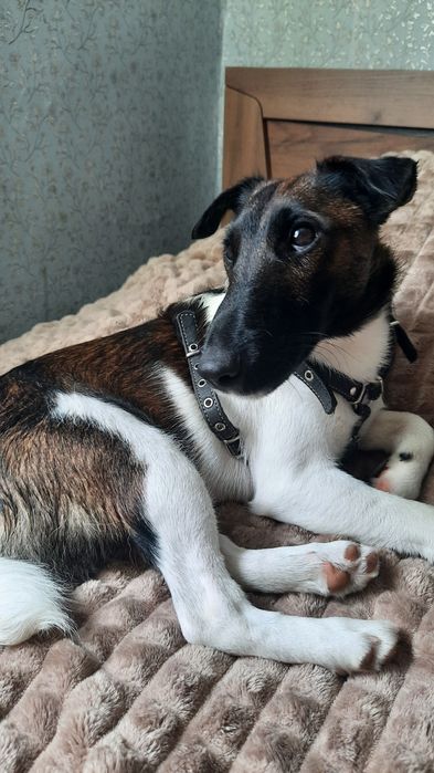 Фокстерер гладкошерстний