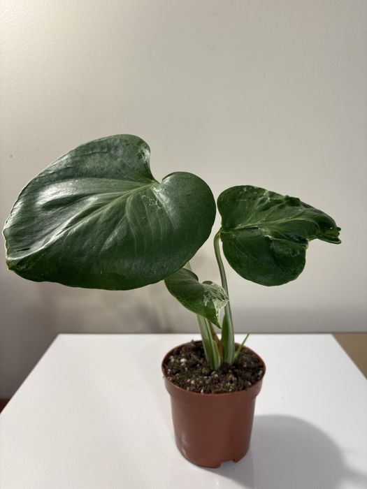 Monstera bulbasaur mutation