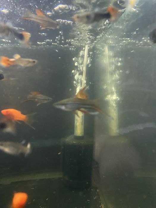 Меченосці та інші риби