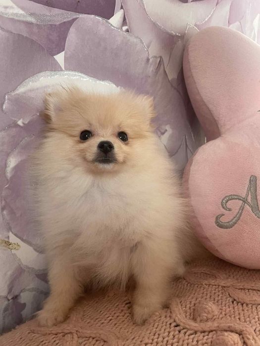 Pomeranian szpic miniaturowy suczka kremowa z rodowodem