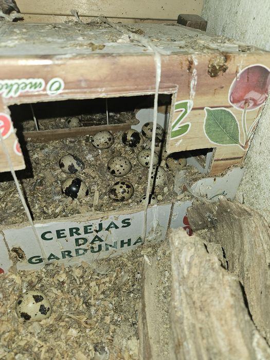 Ovos de cordonizes