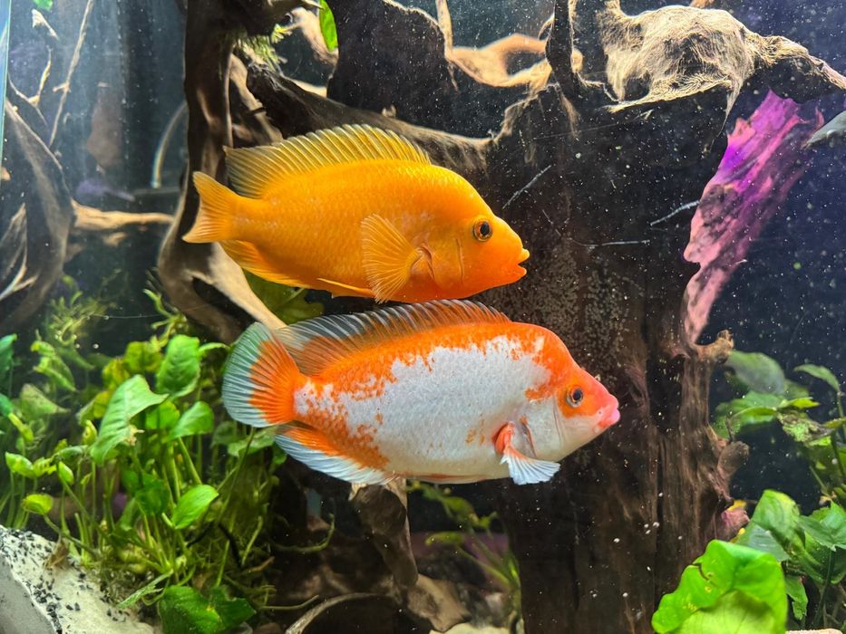 Pielęgnica cytrynowa