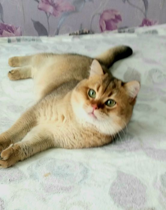 В'язка золота шиншила