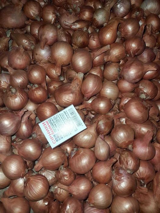 Продам цибулю кущівку