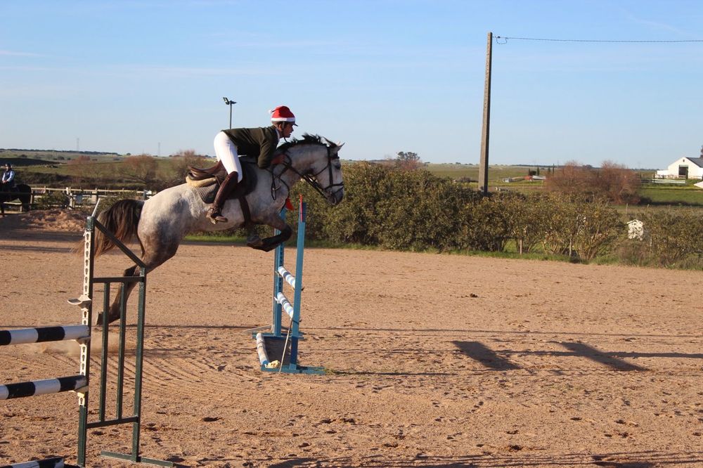 Égua cruzada com 7 anos