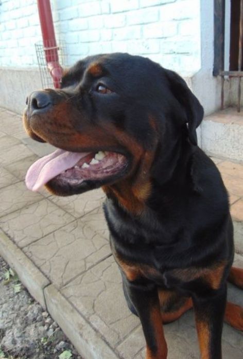 Ротвейлер вязка 4000 грн