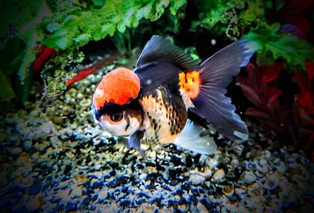 Welonki ,,oranda tricolor,, goldfish welon złota rybka