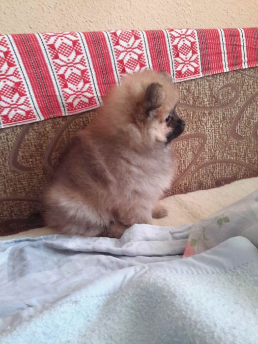 Шпиц 2дівчанки мріють до нової сімьї