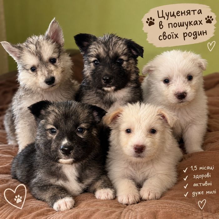 Цуцики від хаскі
