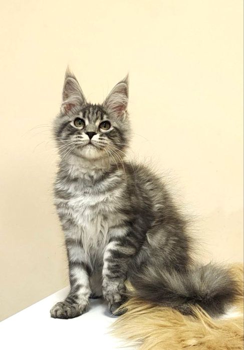 Котенок маленькая прелесть в серебряной шубке !