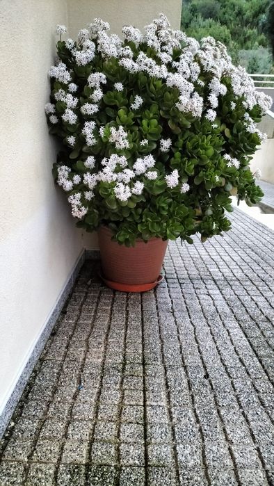 Planta de Jade em vaso