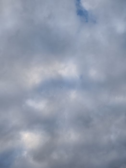 Sprzedam deresze lot gołębie